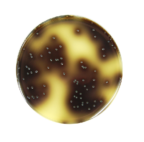 Oxford Listeria Selective Agar-107004.0500